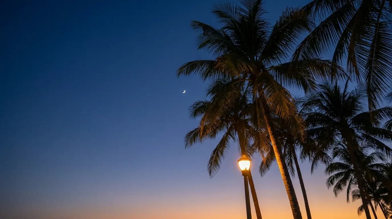Palm trees against a dark sky at night