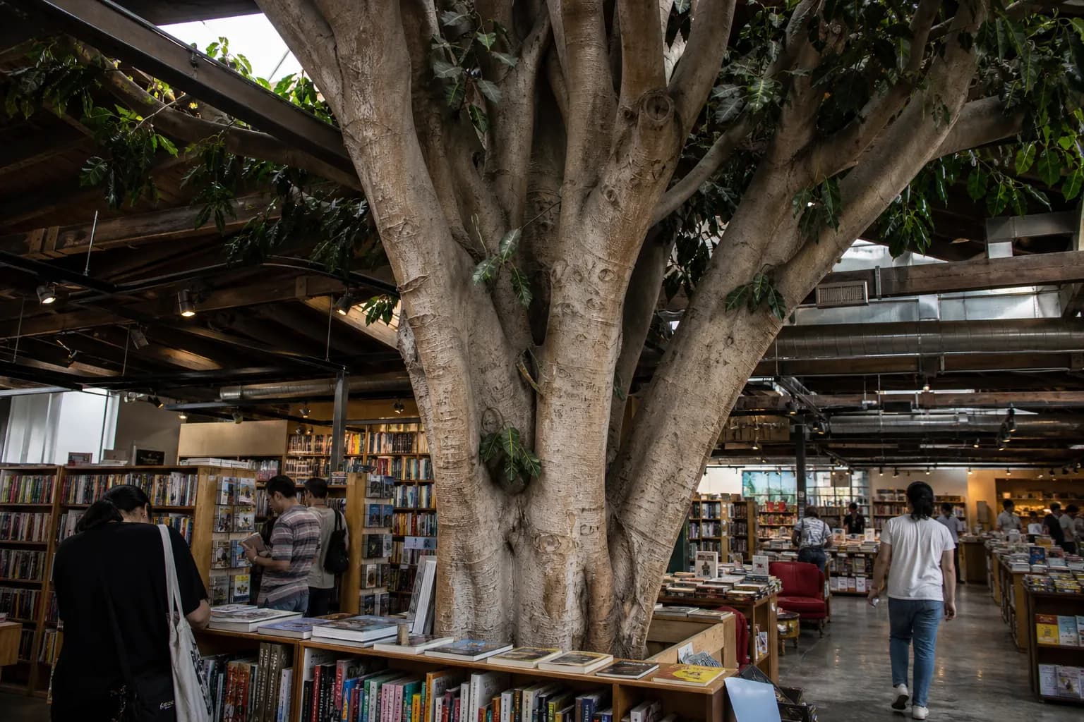The interior of Skylight Books featuring a large green tree growing through the ceiling surrounded by book shelves.