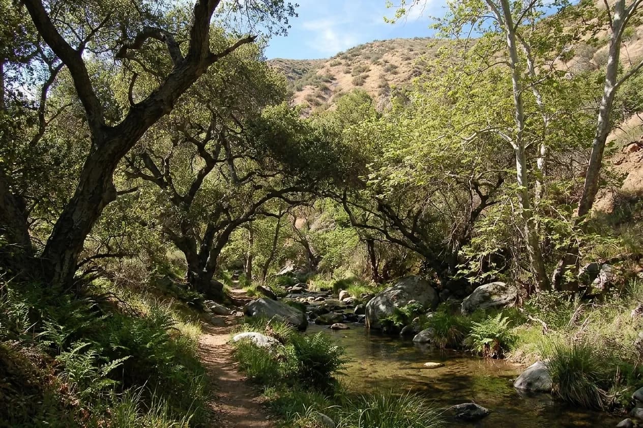 A shaded Southern California canyon trail following a shallow creek between oak and alder with dappled light on the water