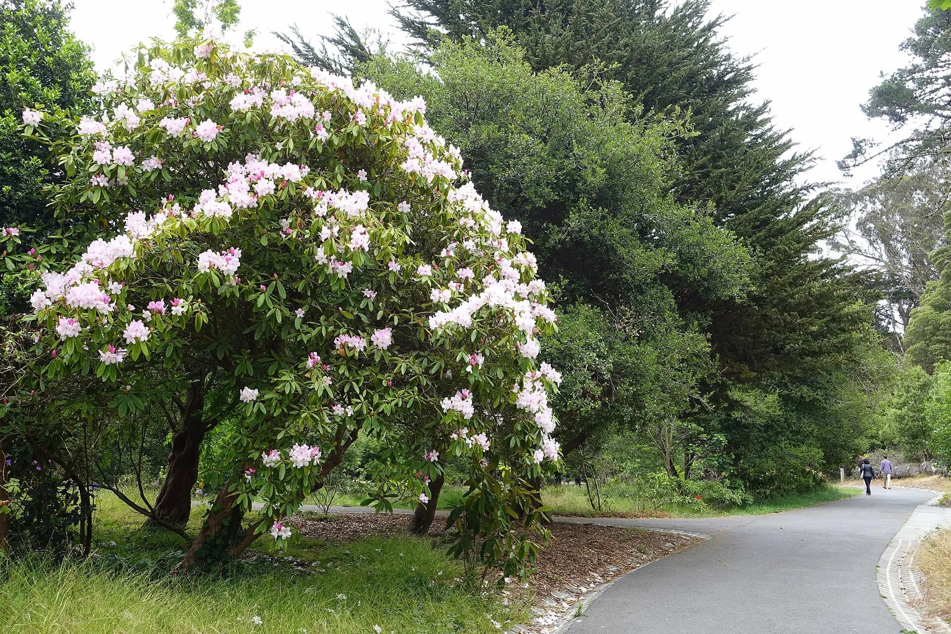 Real reference photograph used to guide the San Francisco article imagery for Shaded Summer Walks Through Golden Gate Park in San Francisco.