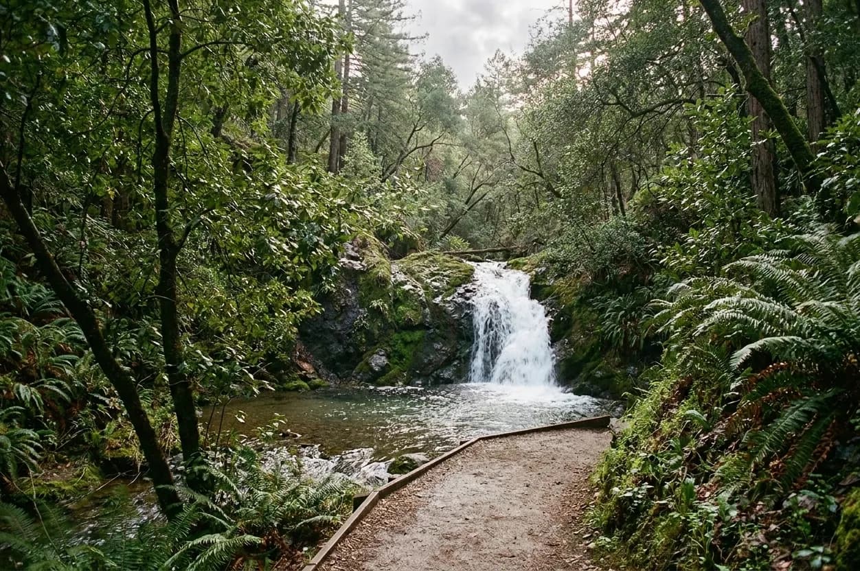 A small mossy woodland waterfall dropping into a shallow pool near San Francisco, with ferns on both banks and a flat dirt path in front