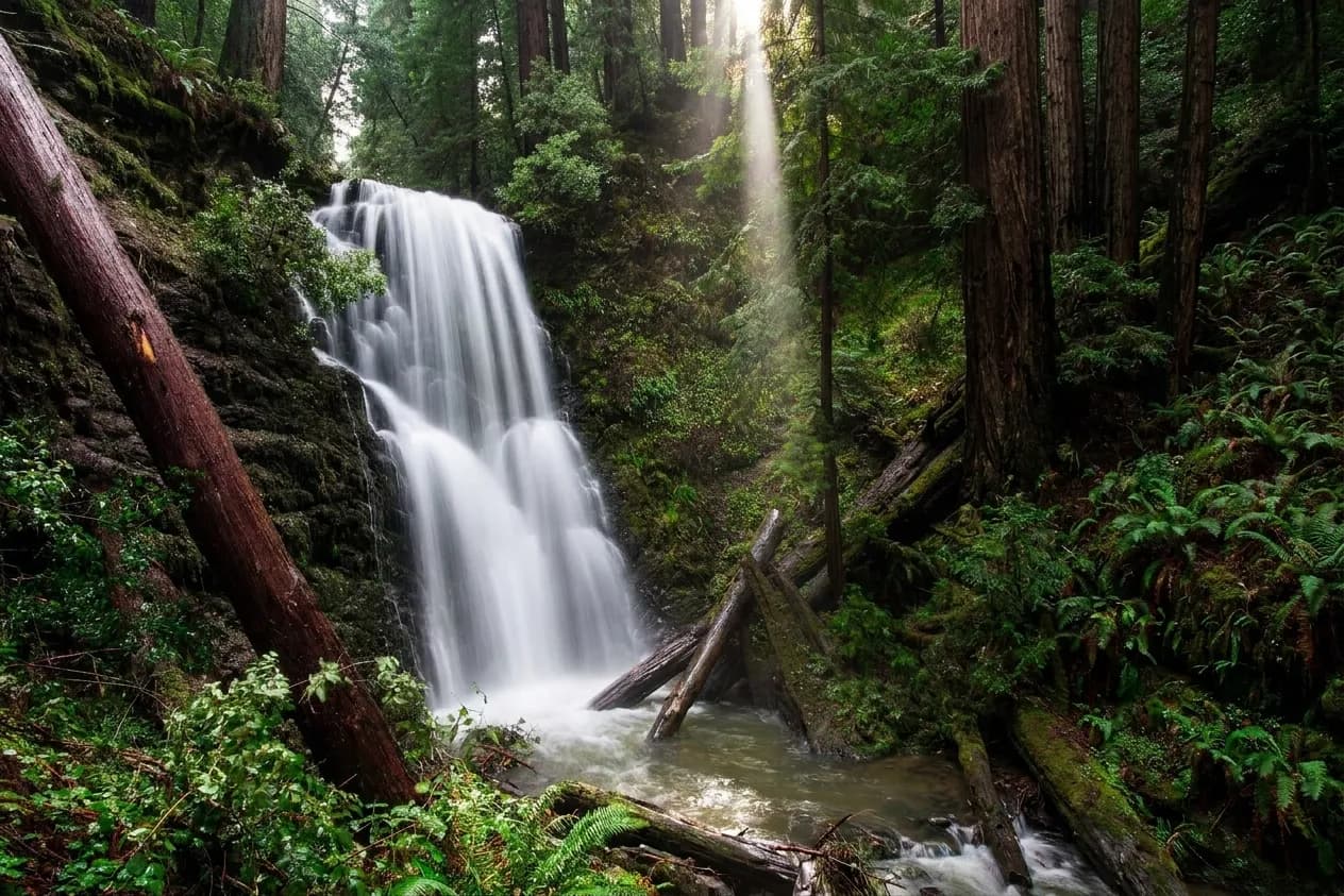 A small creek waterfall dropping over dark layered rock into a shallow pool, framed by ferns and redwood trunks in green shade