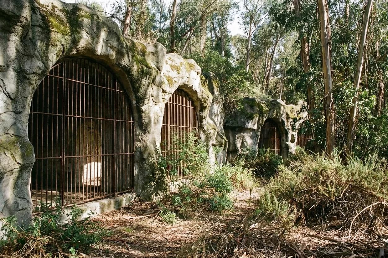 Abandoned concrete animal enclosures overgrown with vegetation in a park, arched openings and bars in dappled light