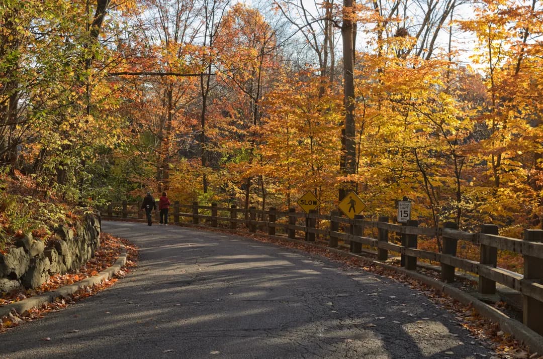 Run NYBG's Old-Growth Forest, Then Stay for Taiko and Kiku