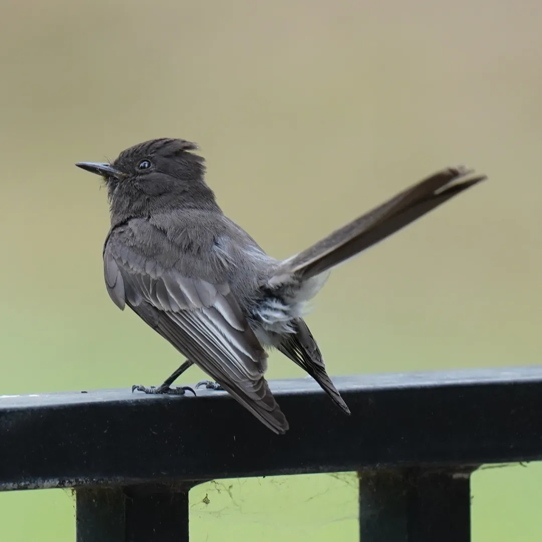 Spot Hawks, Towhees and Phoebes on a Baldwin Hills Bird Walk