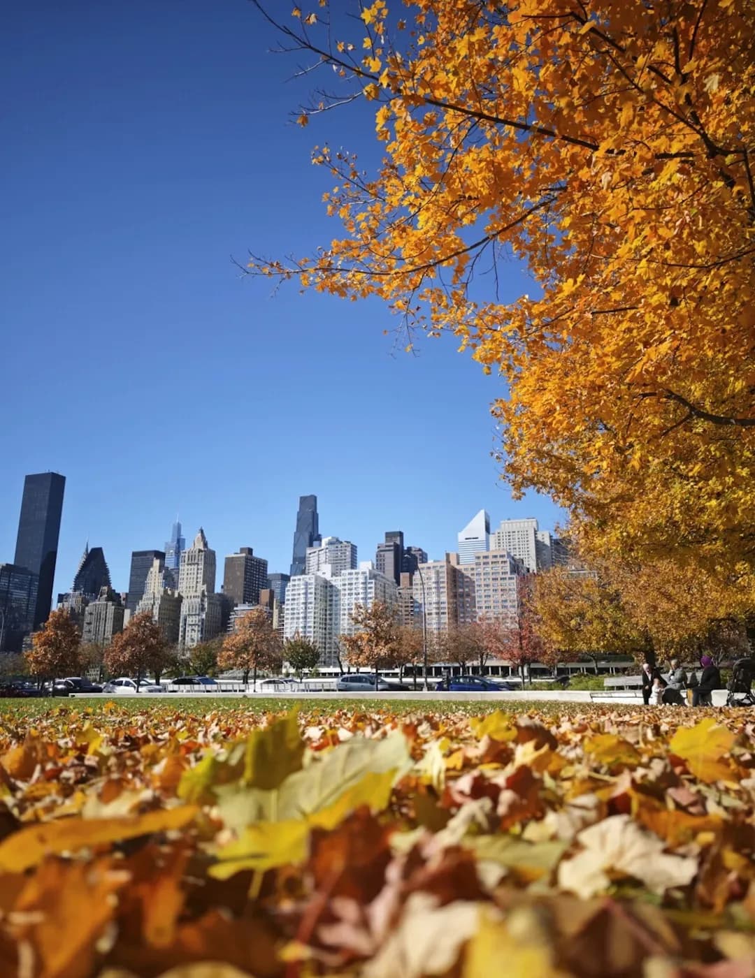NYC Turns Gold: Peak Fall Foliage Guide