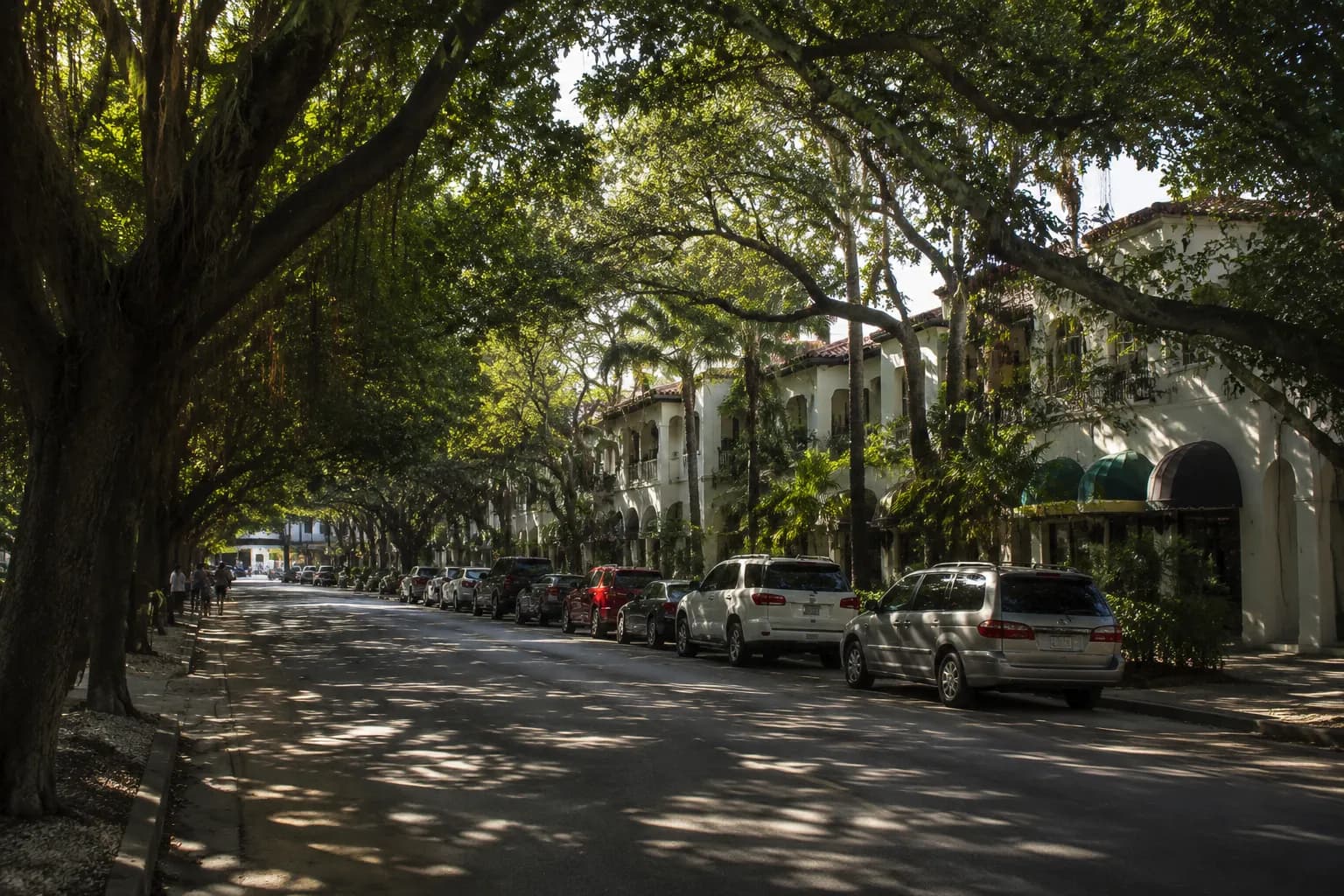 Morning shade under banyan trees along Grand Avenue in Coconut Grove