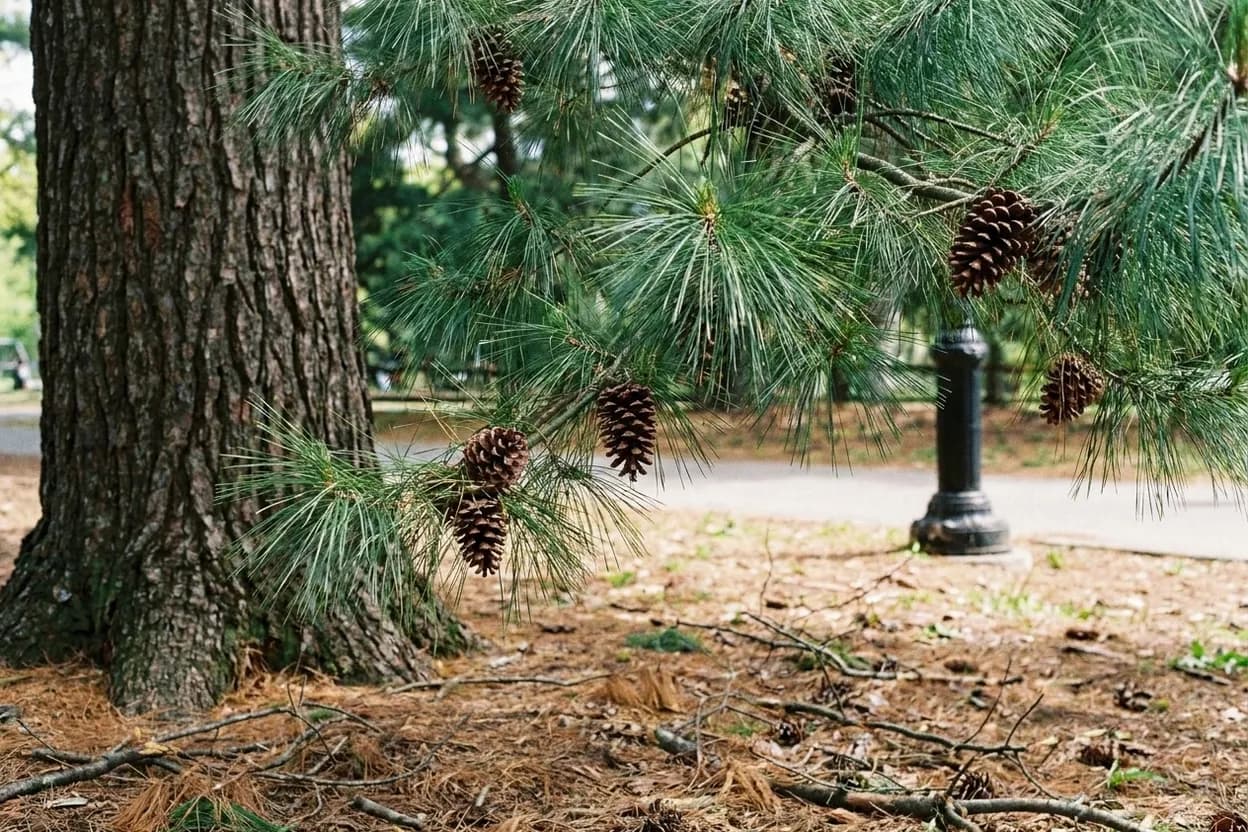 Distinctive details at Arthur Ross Pinetum