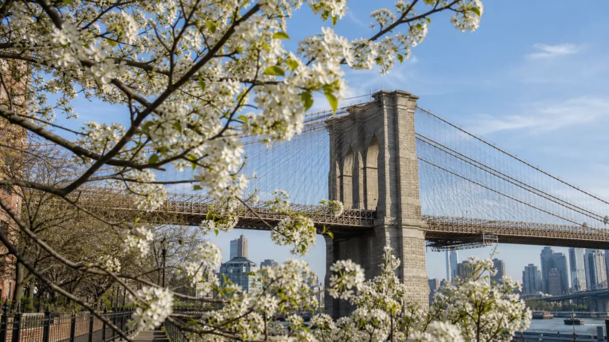 Brooklyn Heights brooklyn bridge blossom