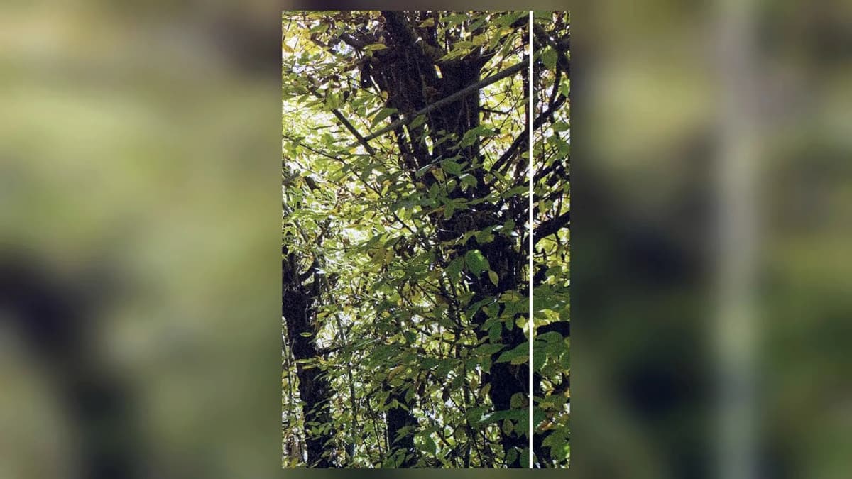 Snug Harbor poster