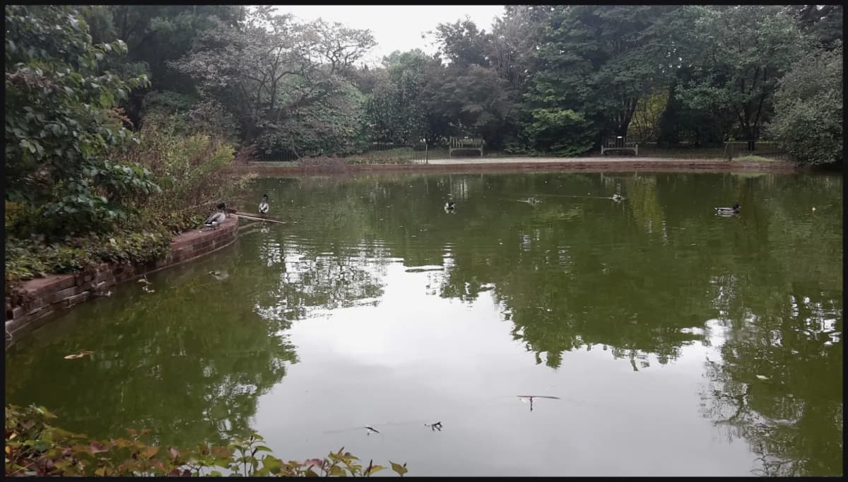 Snug Harbor botanical garden pond