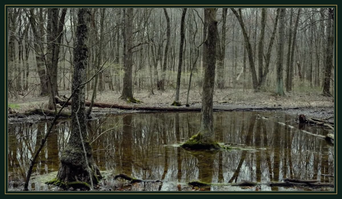 Staten Island latourette wetland