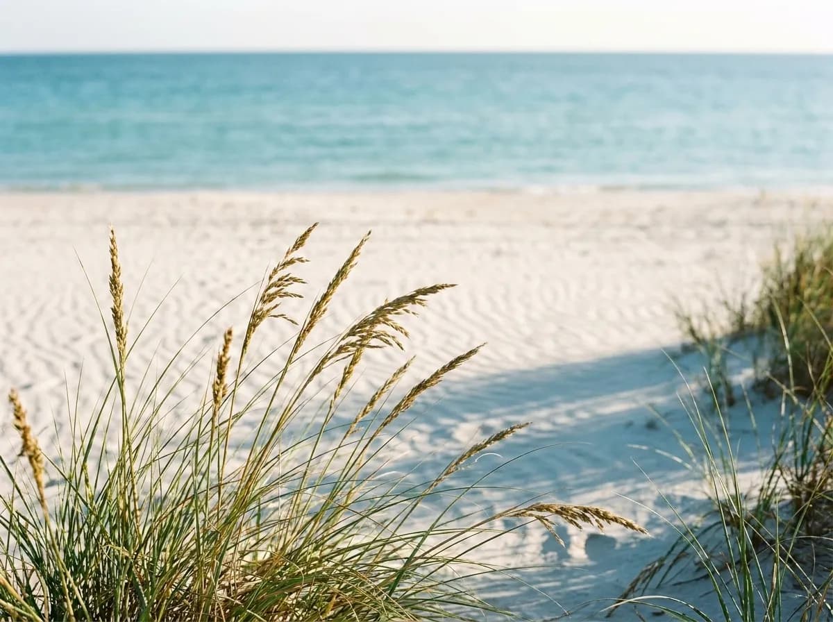 An empty stretch of pale sand with sea oats in the foreground and calm turquoise water under a bright sky
