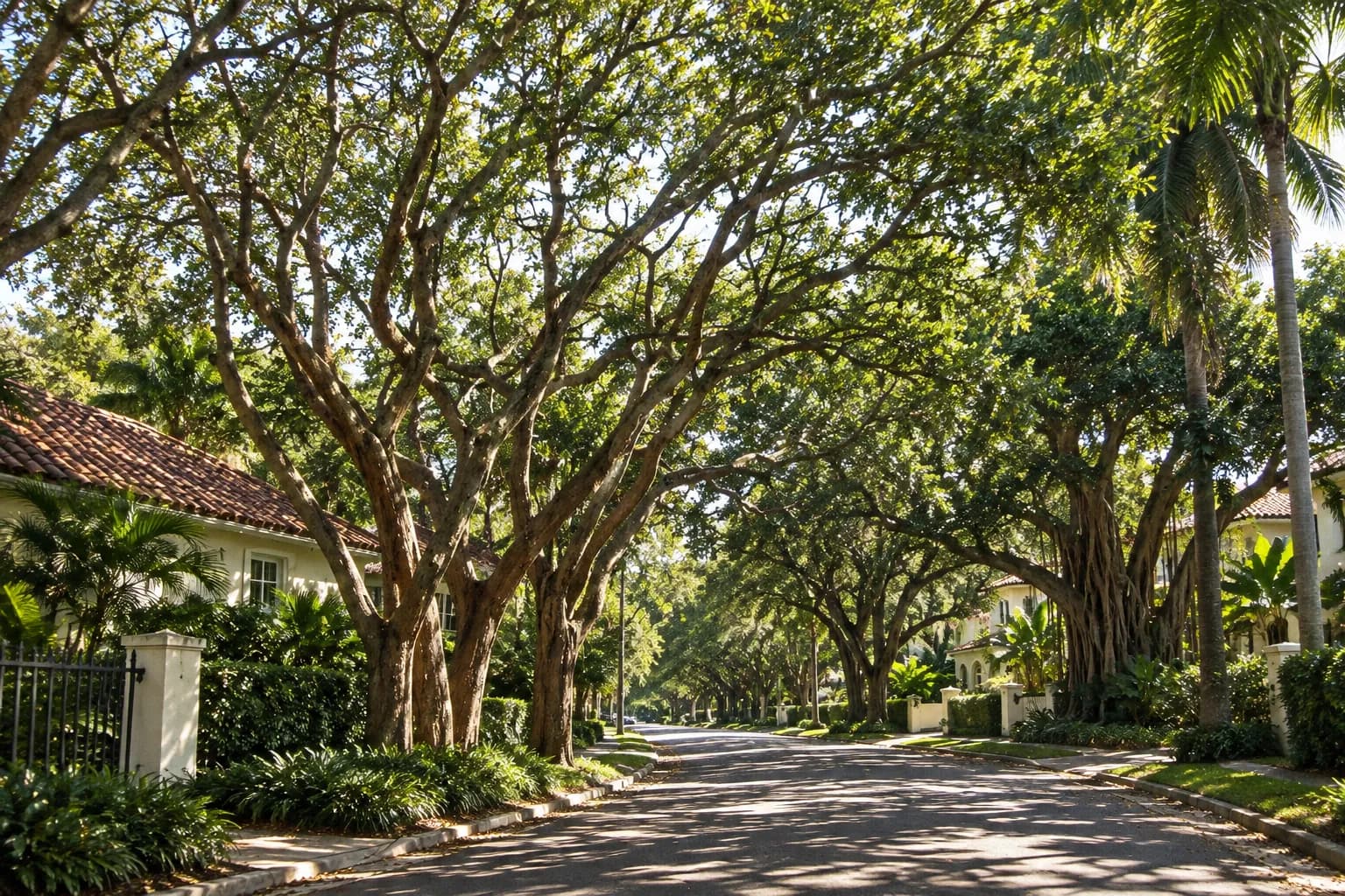 A residential street under a dense oak and banyan canopy, dappled light on the road and pale stucco walls with barrel-tile roofs behind