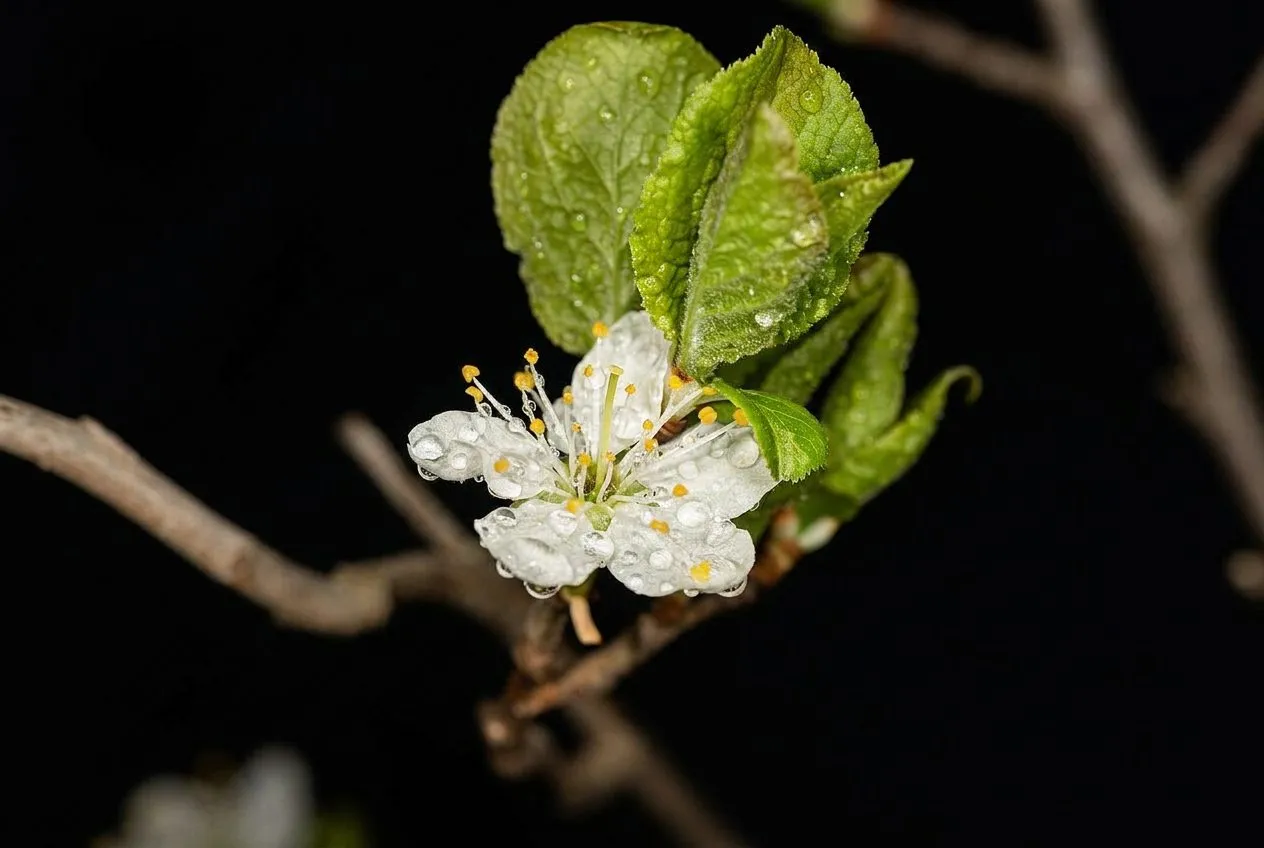 Brooklyn Botanic Garden Cherry Esplanade Bloom Watch and the 7:30am Early-Entry Window