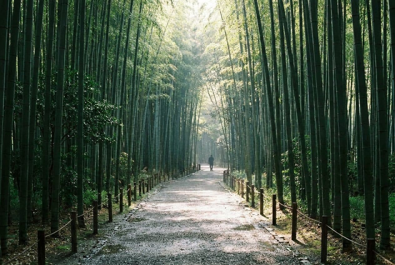 Brooklyn Botanic Garden Is Free Every Tuesday Before Noon - scene