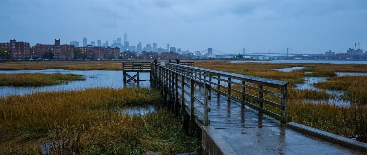 Brooklyn's Largest Park on a Saturday Morning at the Saltmarsh - cover