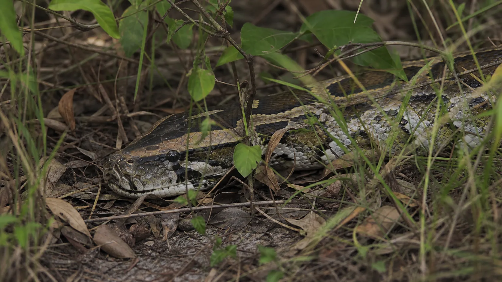 A Burmese python lies camouflaged in South Florida vegetation.
