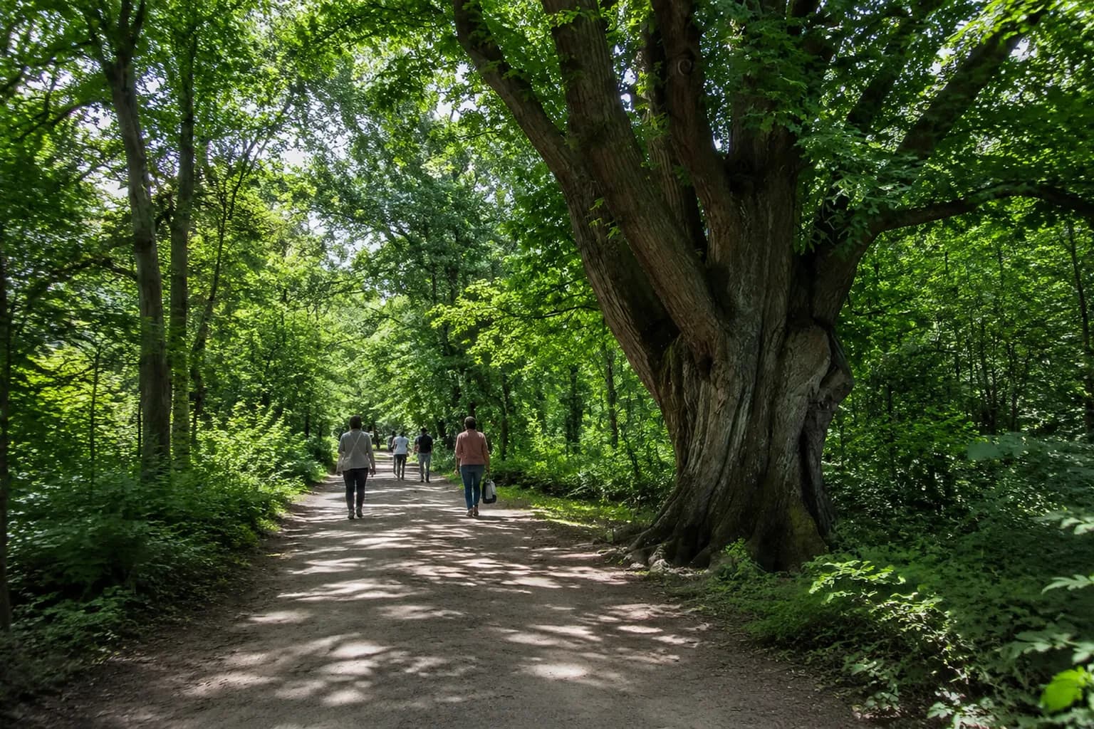 Shaded walking path through the North Woods in Central Park on a summer morning