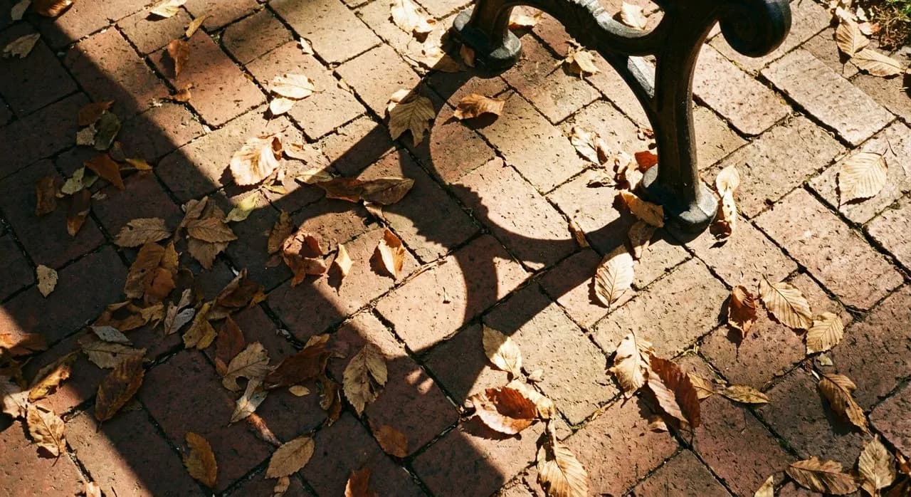 Commonwealth Avenue Mall Tree Canopy Walk and Morning Light Pattern Shift: A Fresh Field Note