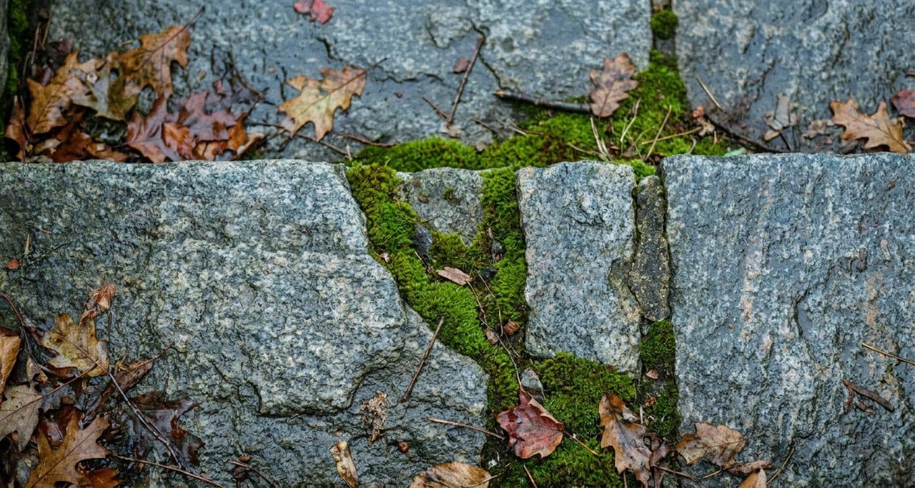 The Dawn Walk from Fort Tryon to Inwood Hill Park Takes an Hour and Crosses Centuries - scene