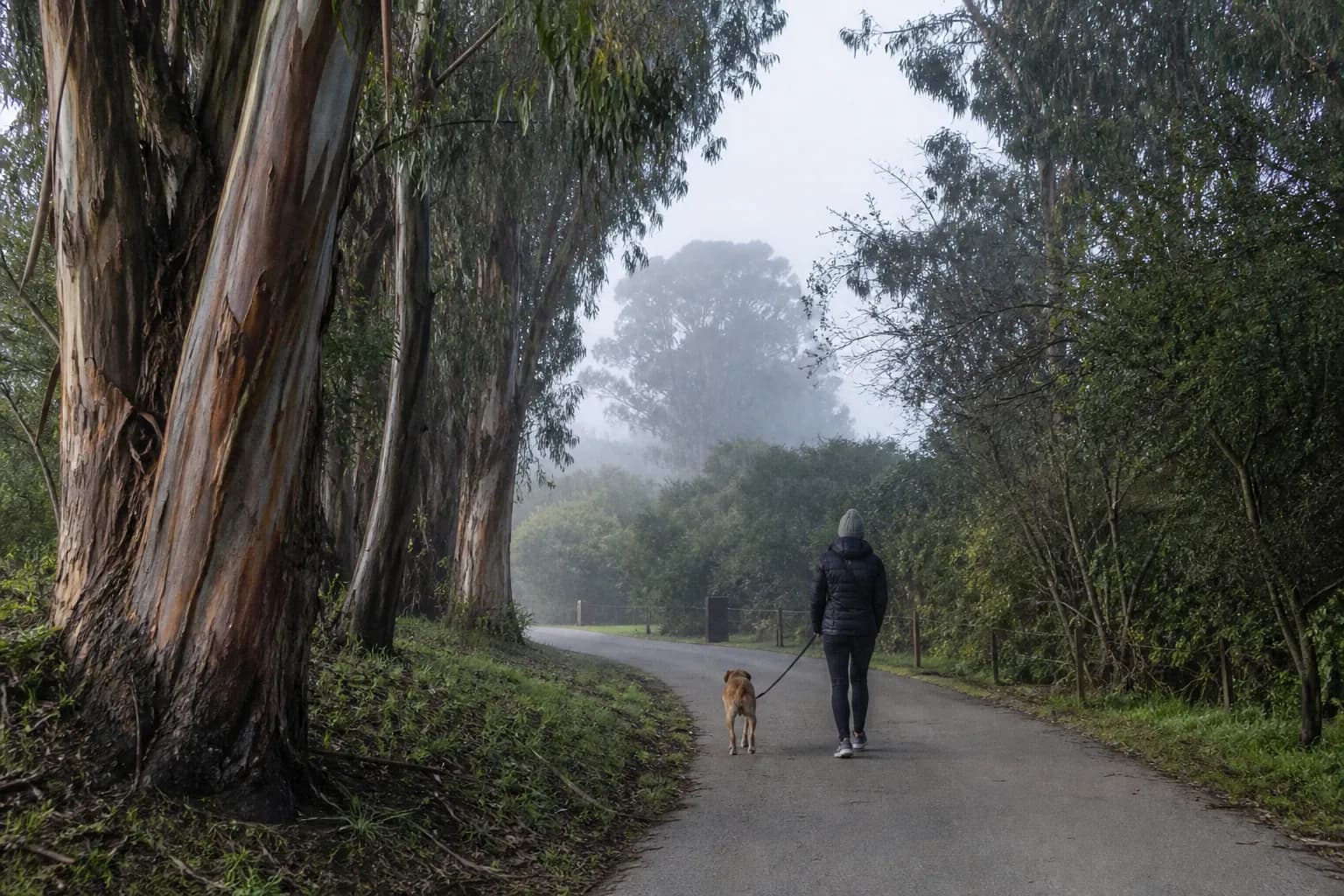 A leashed dog walking along a wide waterfront path with San Francisco skyline in the distance.