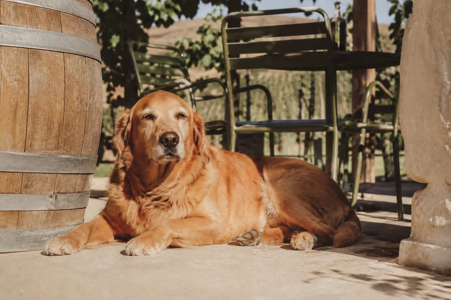 A dog resting calmly on a sunny winery patio beside outdoor seating
