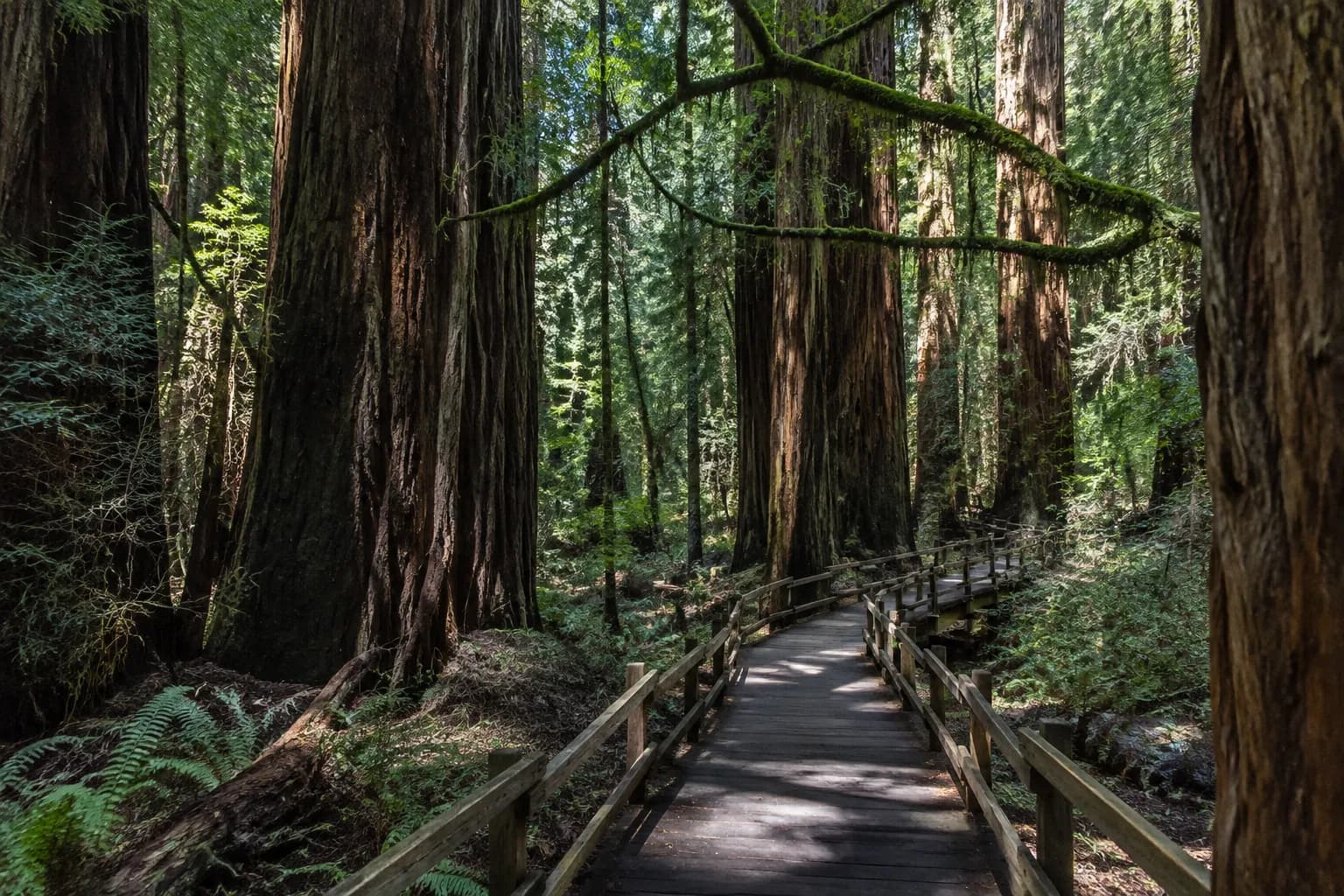 Wooden boardwalk trail winding through towering coast redwoods at Muir Woods National Monument with morning fog