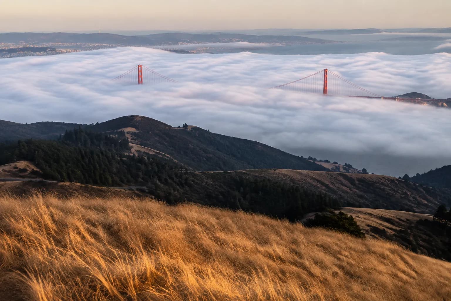 Summer fog flowing under the Golden Gate Bridge viewed from Mount Tamalpais with golden grassland in foreground