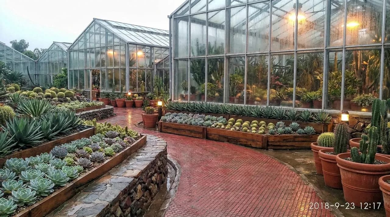 Free Bison Paddock and Hidden Gardens in Golden Gate Park