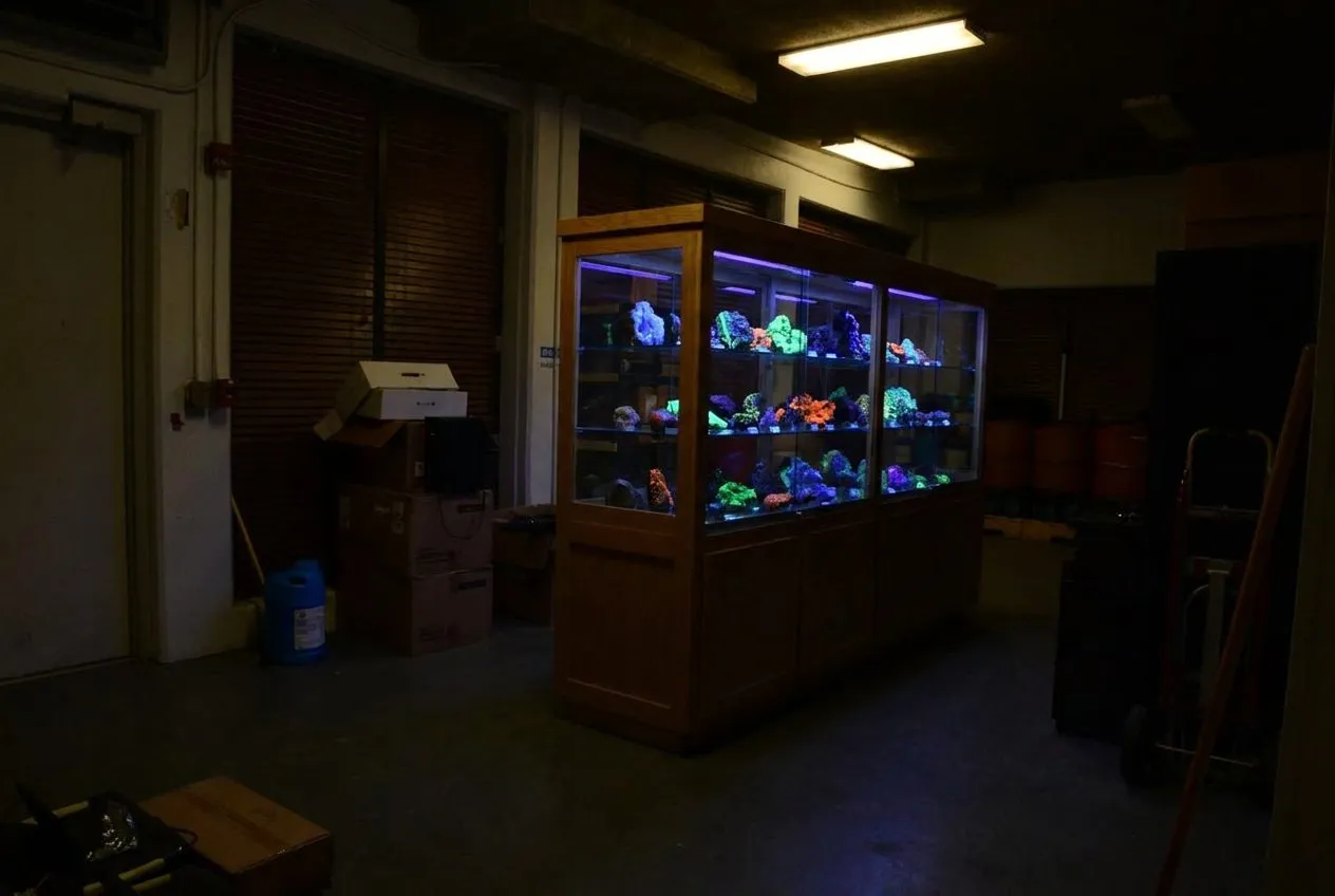 Pay-What-You-Wish Hours at the American Museum of Natural History (Hidden Edition)