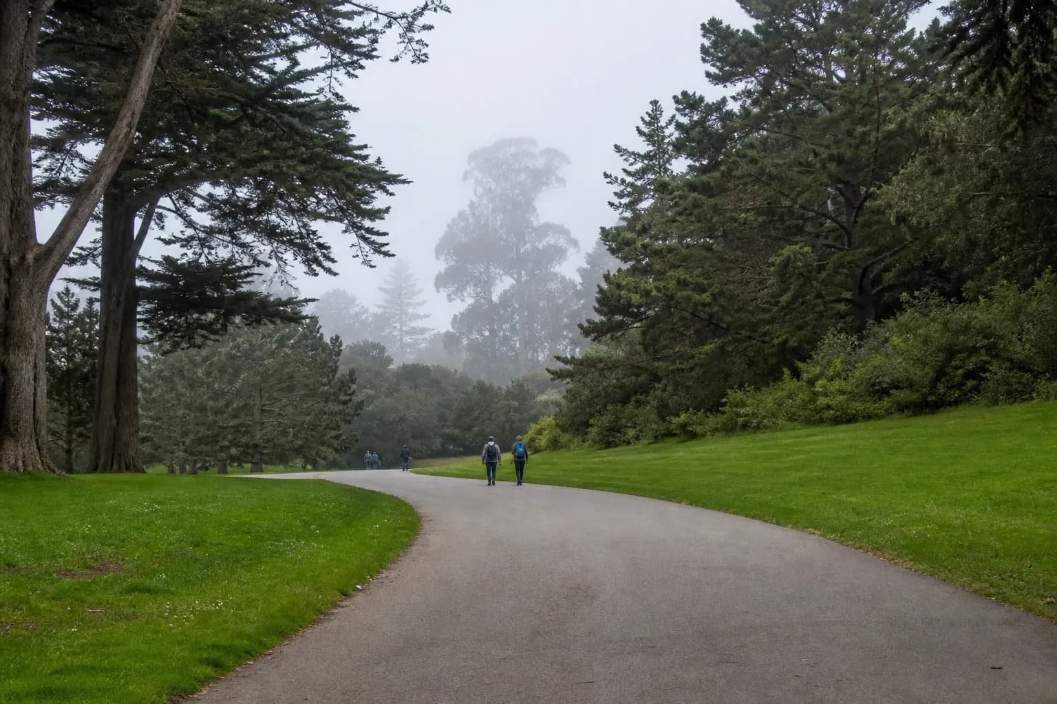 Curving pedestrian path through Golden Gate Park with open lawns and trees
