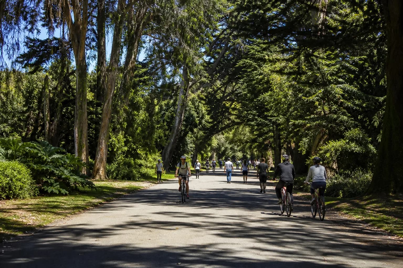 Wide walking path through Golden Gate Park in bright daylight