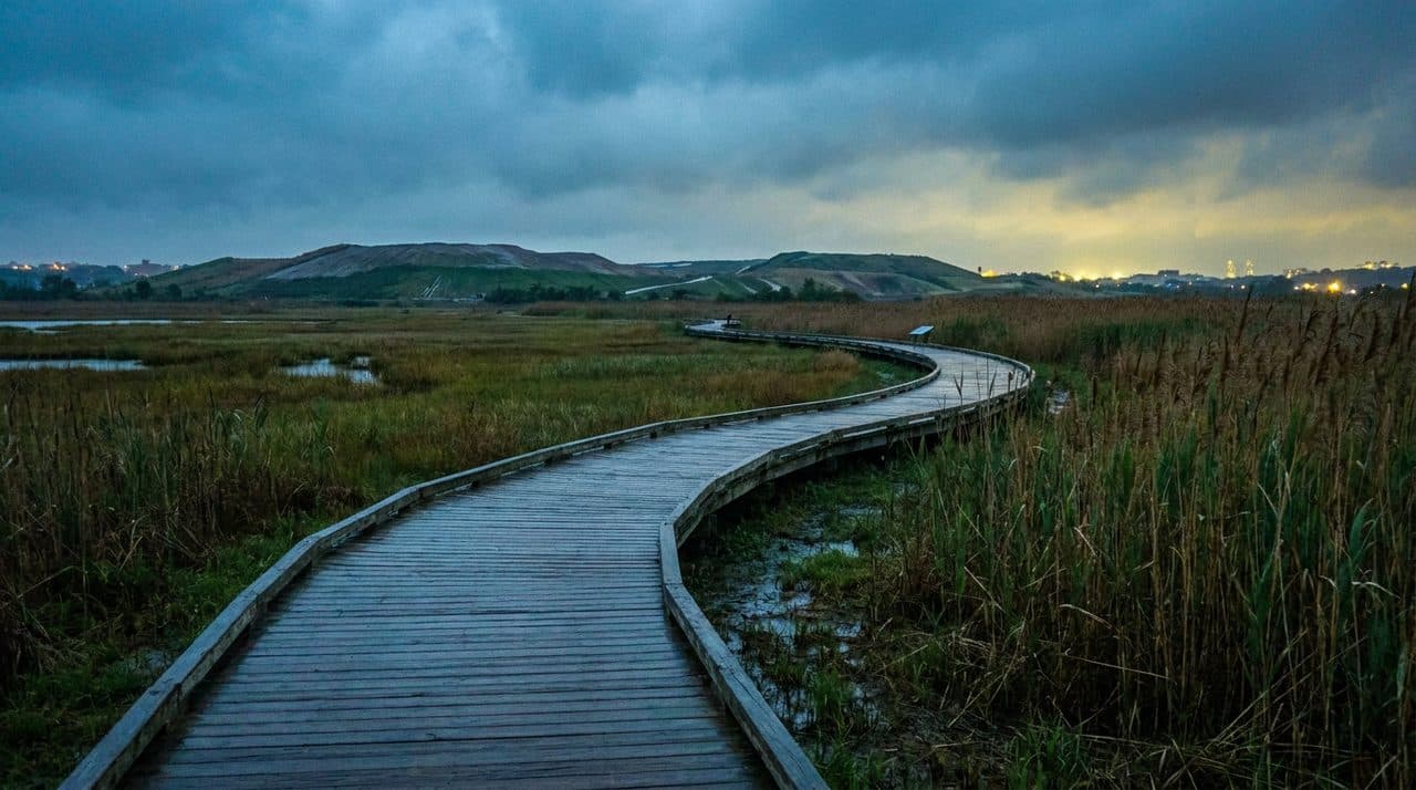 Fresh Kills Park on a Sunday Where Silence Does Not Feel Earned But Is - cover