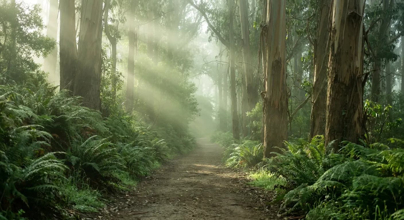 Fog-softened path winding through ferns and eucalyptus trees in Golden Gate Park