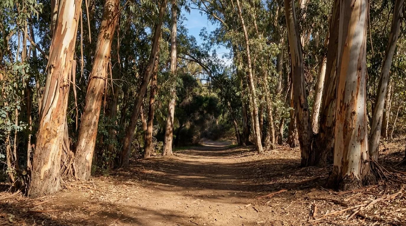 Shaded walking path through eucalyptus trees in San Francisco's Presidio park
