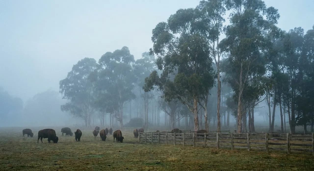 Golden Gate Park Bison Paddock Perimeter and Spreckels Lake Wind Loop: A Fresh Field Note