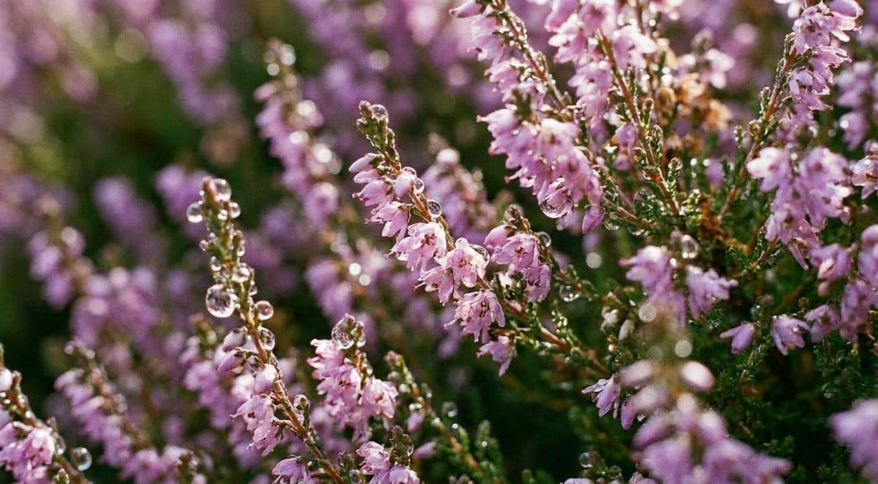 The Heather Garden in Full Bloom and the Ridge Walk Above the Hudson - scene