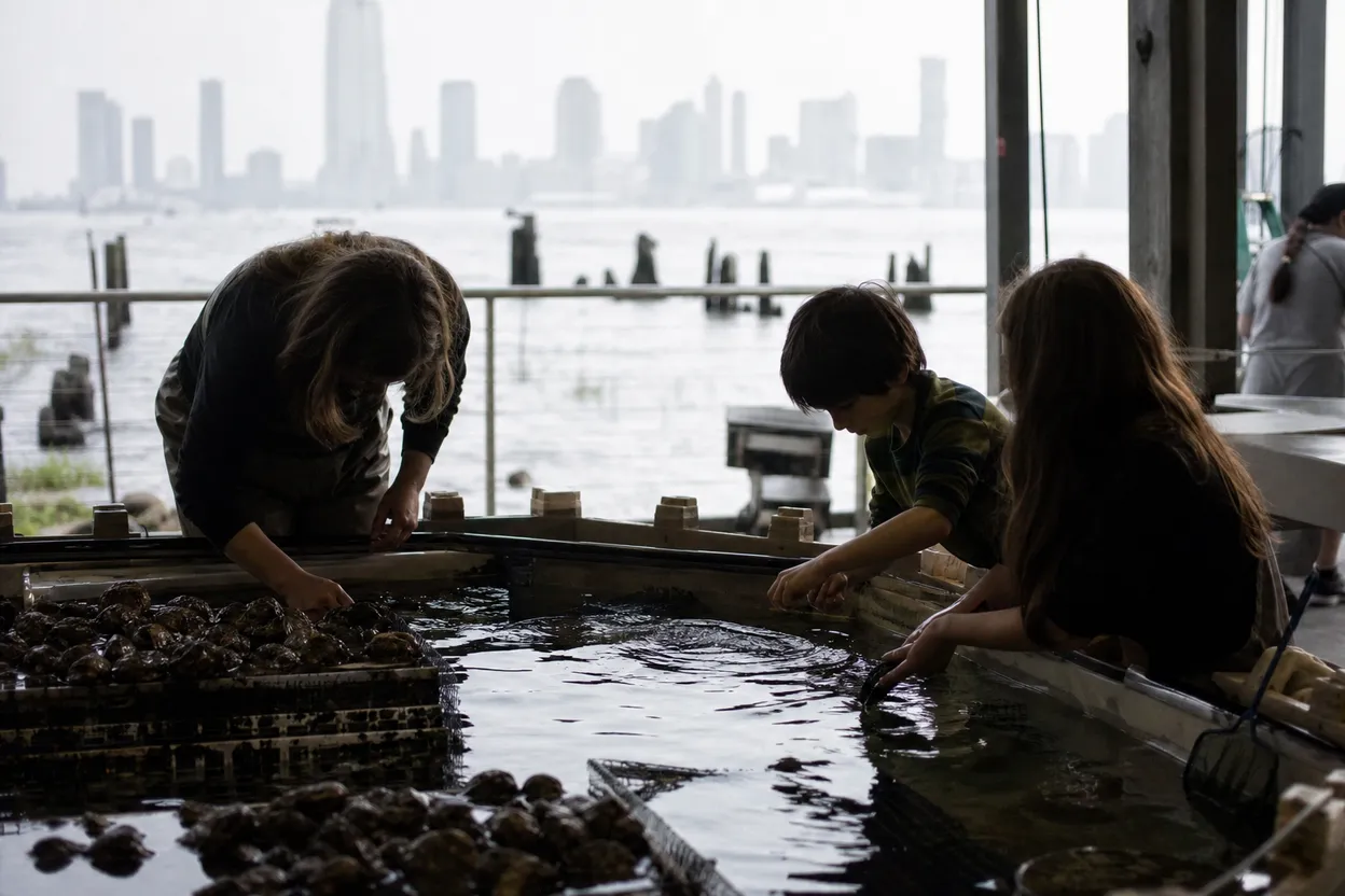 Cover scene for Hudson River Park Wetlab: A Free Marine Science Detour for Curious Families