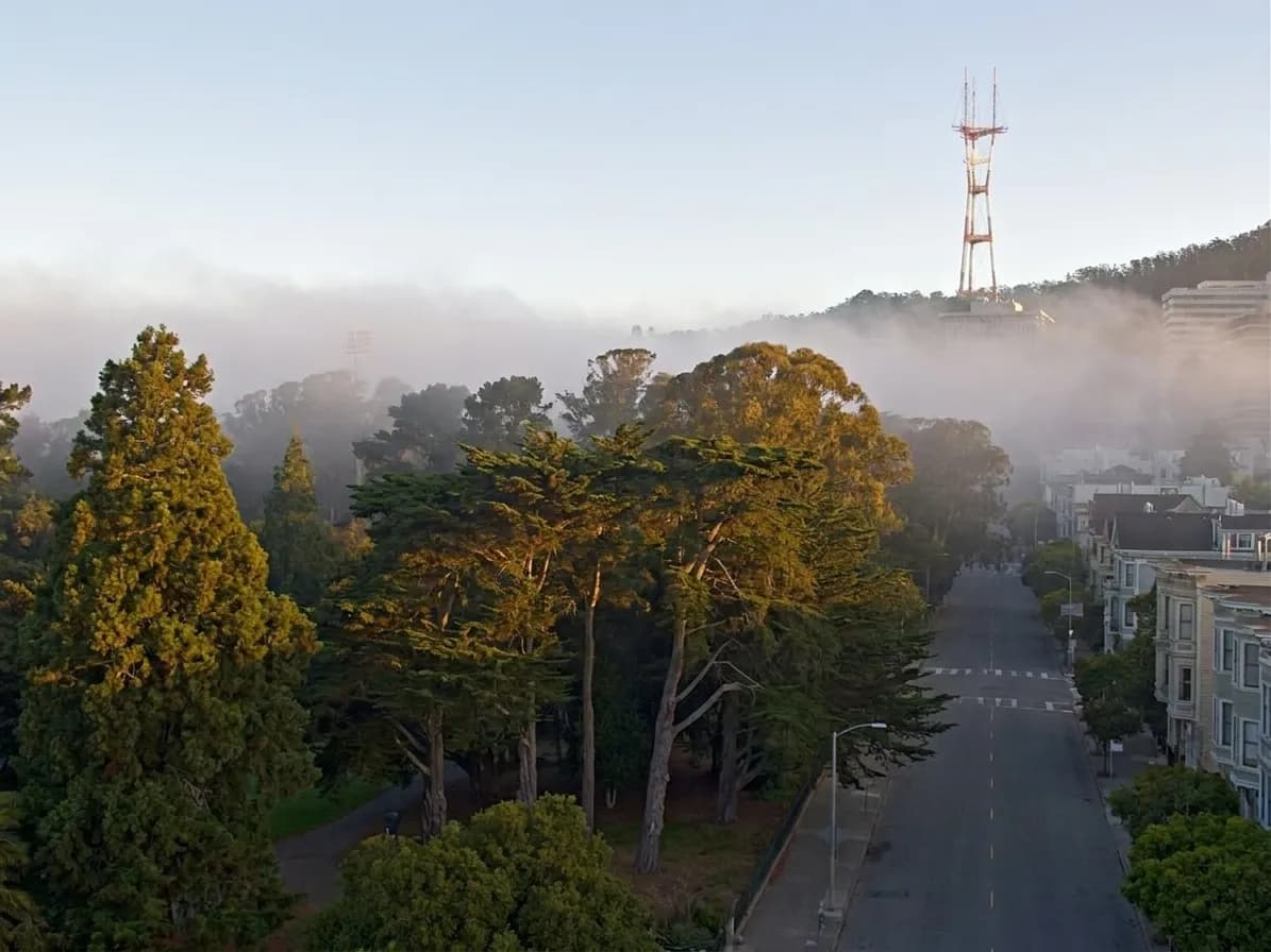 Golden Gate Park's tree line visible across Stanyan Street from Cole Valley during early morning hours