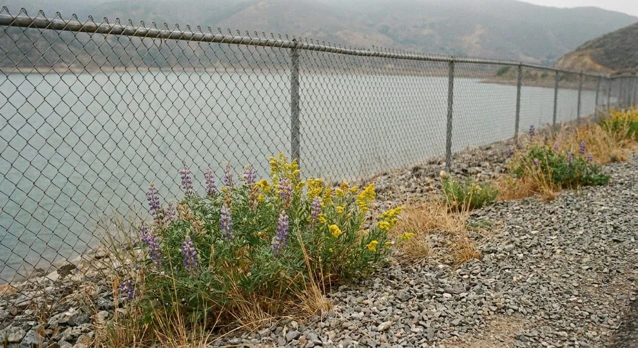 Silver Lake Reservoir Loop at Sunset, Two Miles and Free