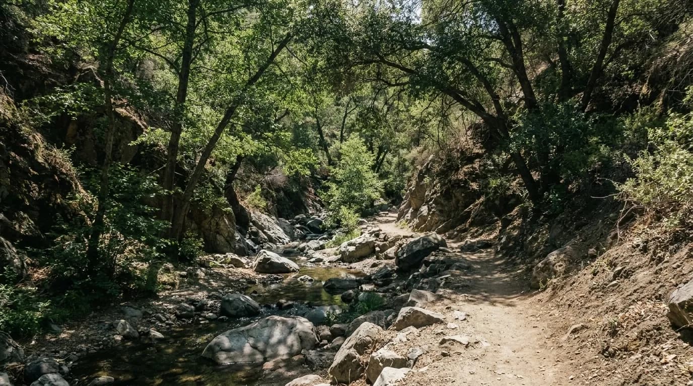 A dirt trail following a creek through alders and boulders in a steep forest canyon.