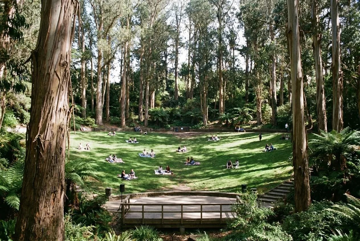 A sloped grass amphitheatre ringed by tall eucalyptus with a stage at the bottom, people scattered across the slope in dappled light