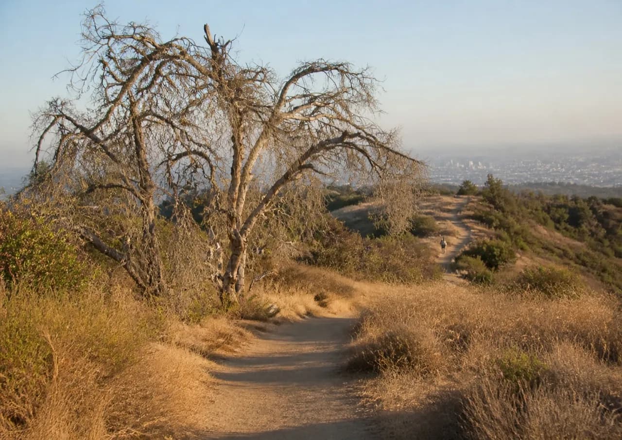Dirt trail climbing through the dry hills of Griffith Park