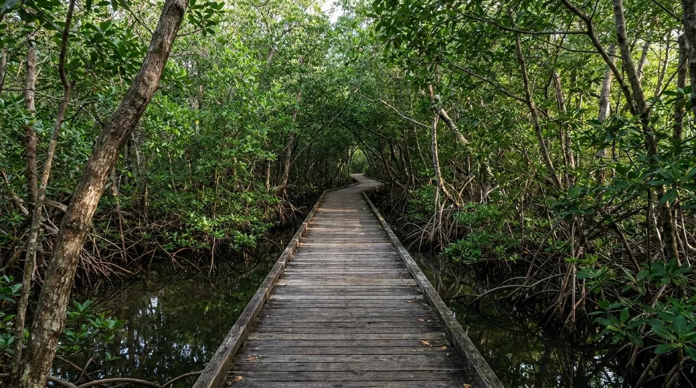Wooden boardwalk trail through mangrove forest at Biscayne National Park