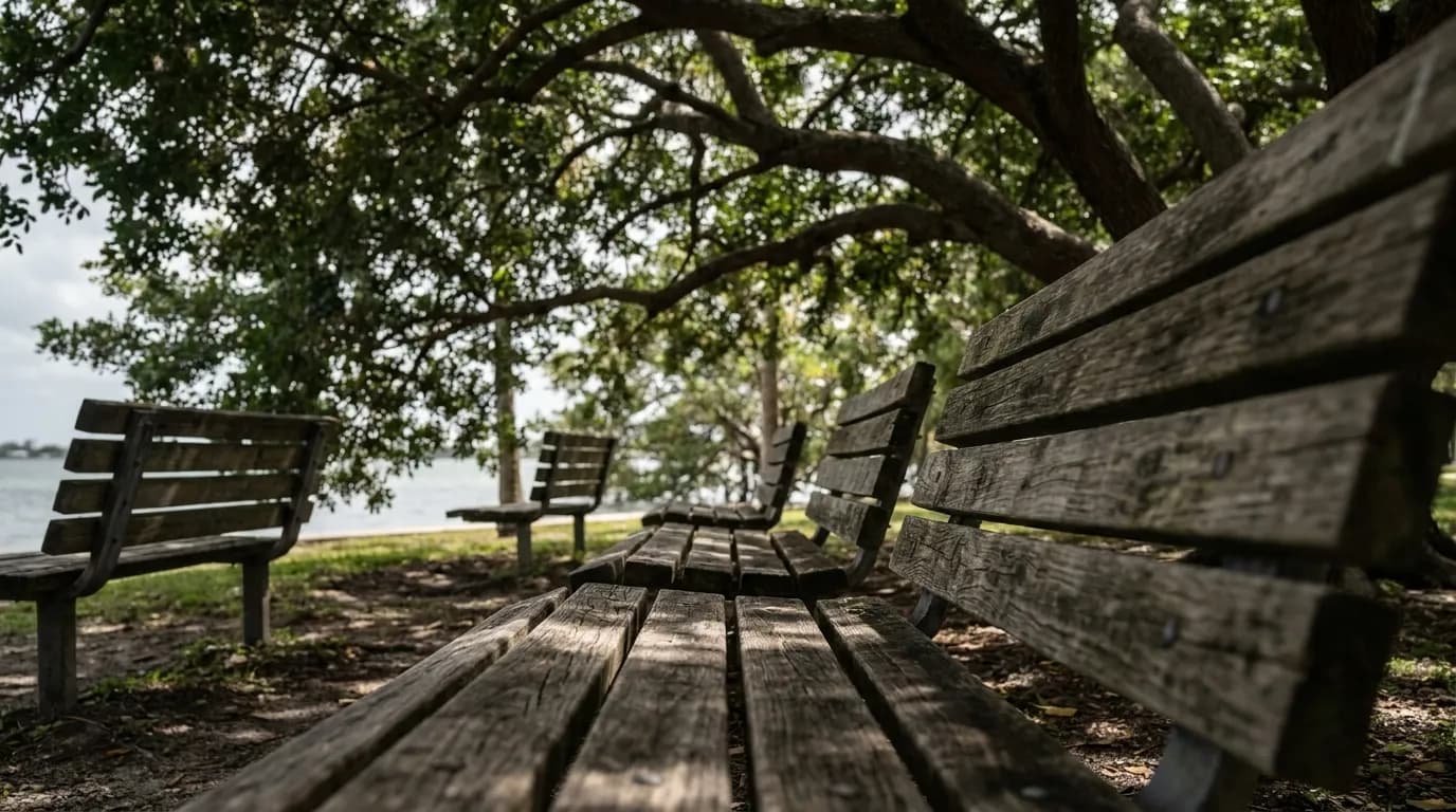 Shaded benches under pepper trees in Bayfront Park with dappled sunlight and bay in the background