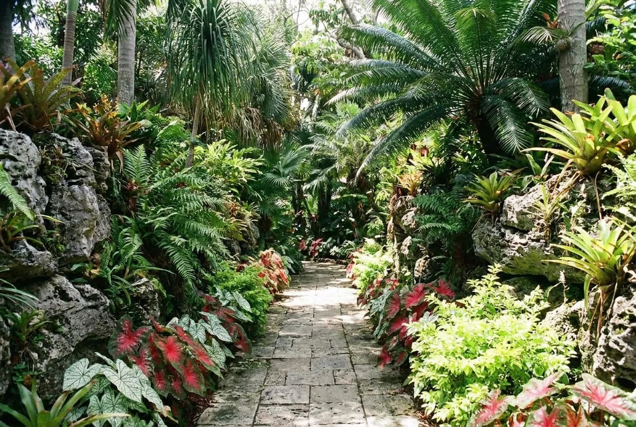 A shaded tropical garden path with limestone outcrops, palms and dense planting