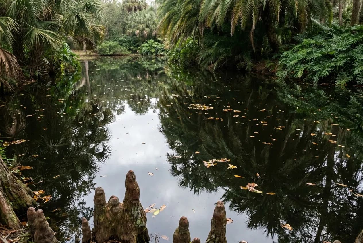 A still pond in a tropical garden with cypress roots and reflections of overhanging leaves