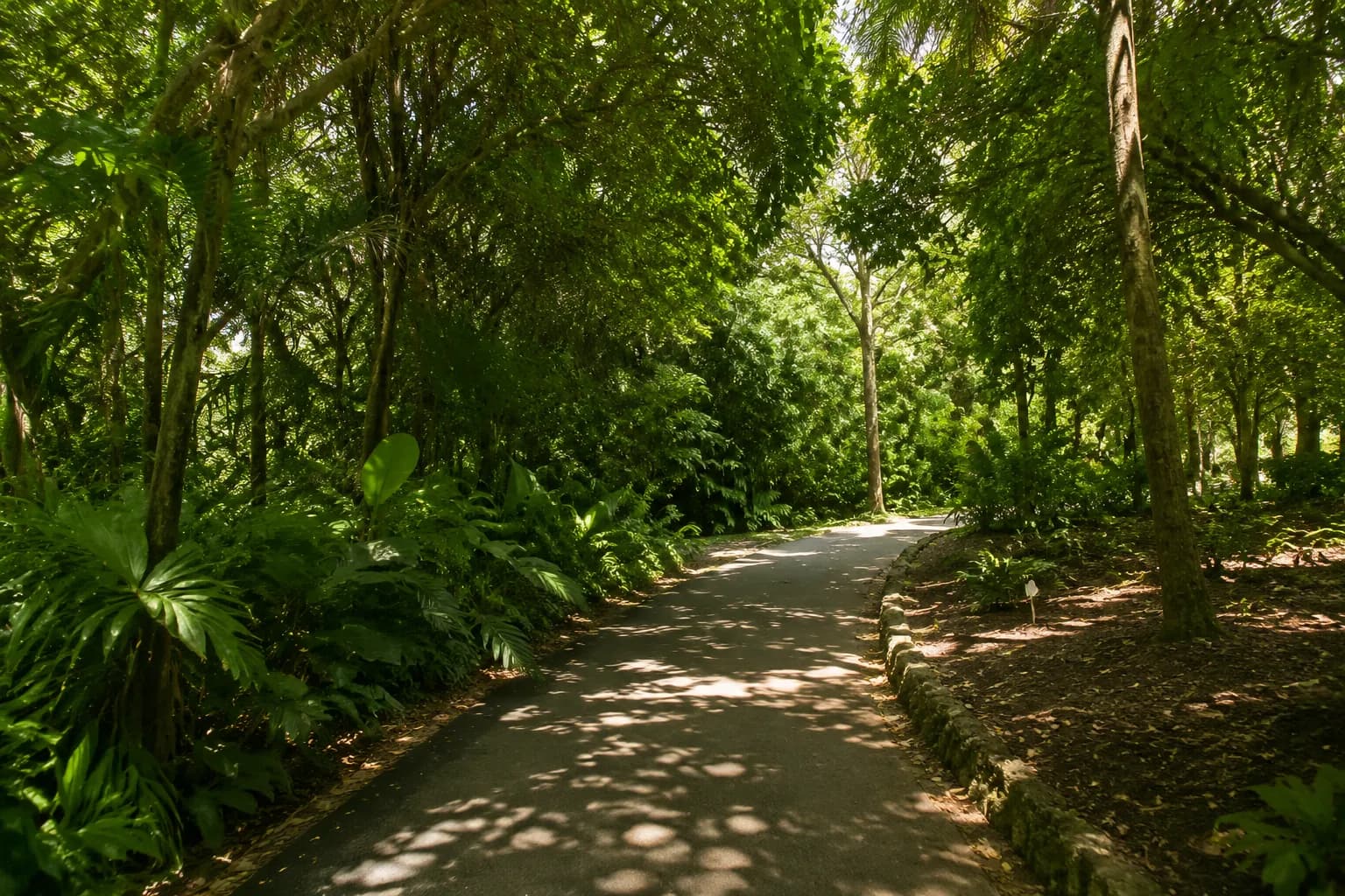 Shaded walking path under tropical canopy at Fairchild Tropical Botanic Garden in Coral Gables