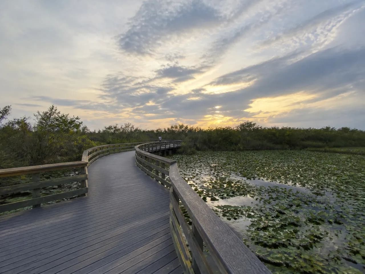 Elevated boardwalk trail running through South Florida wetland